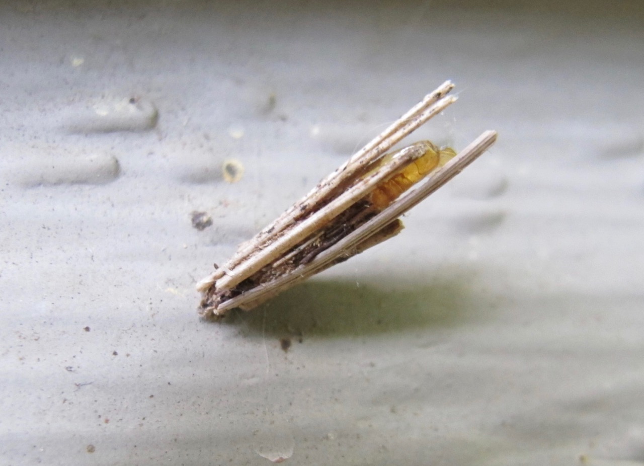 Minimystery revealed They're caterpillar houses. Friends of the